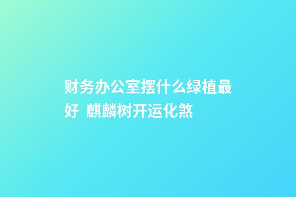 财务办公室摆什么绿植最好  麒麟树开运化煞